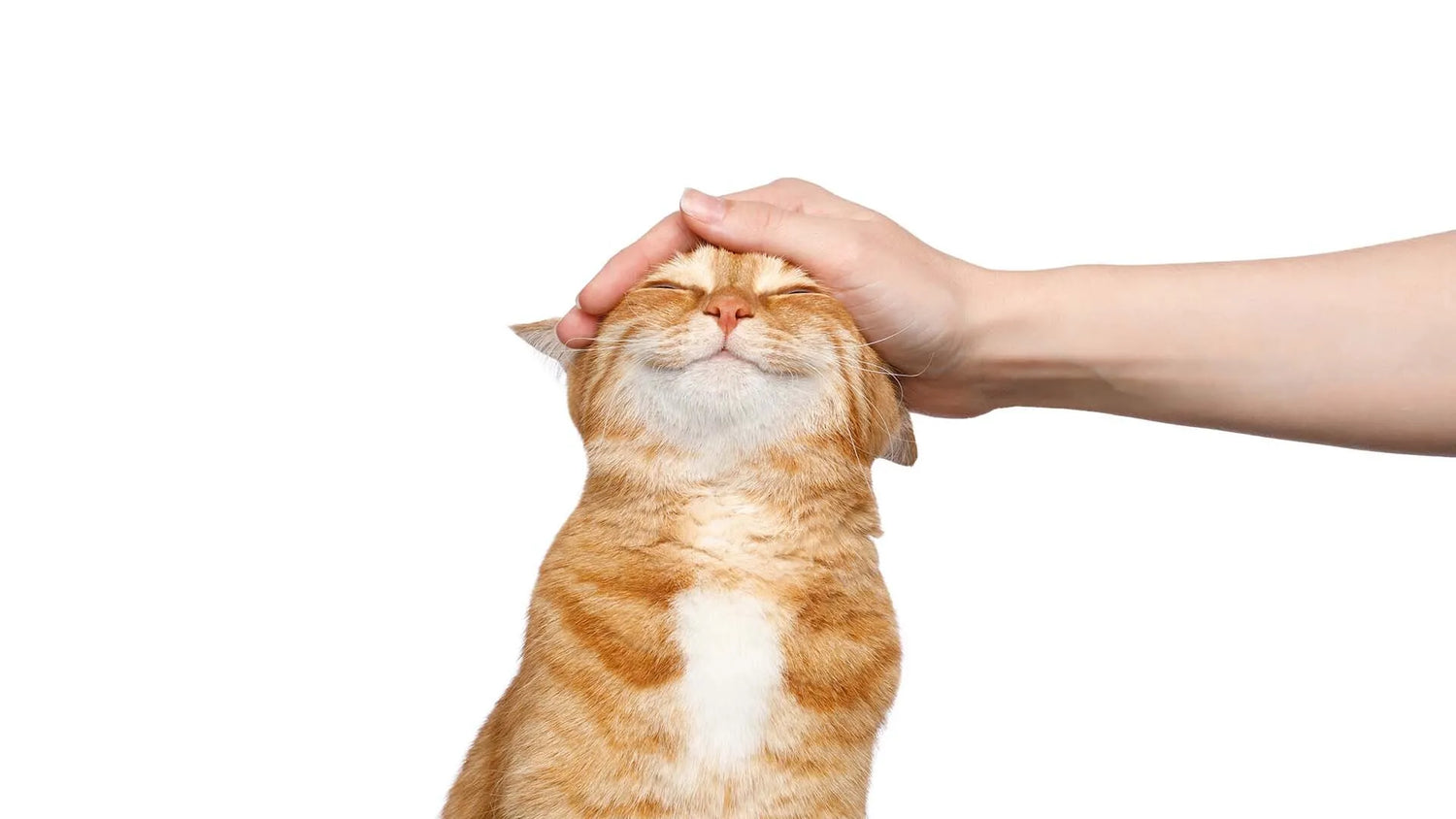 Pet Supplies