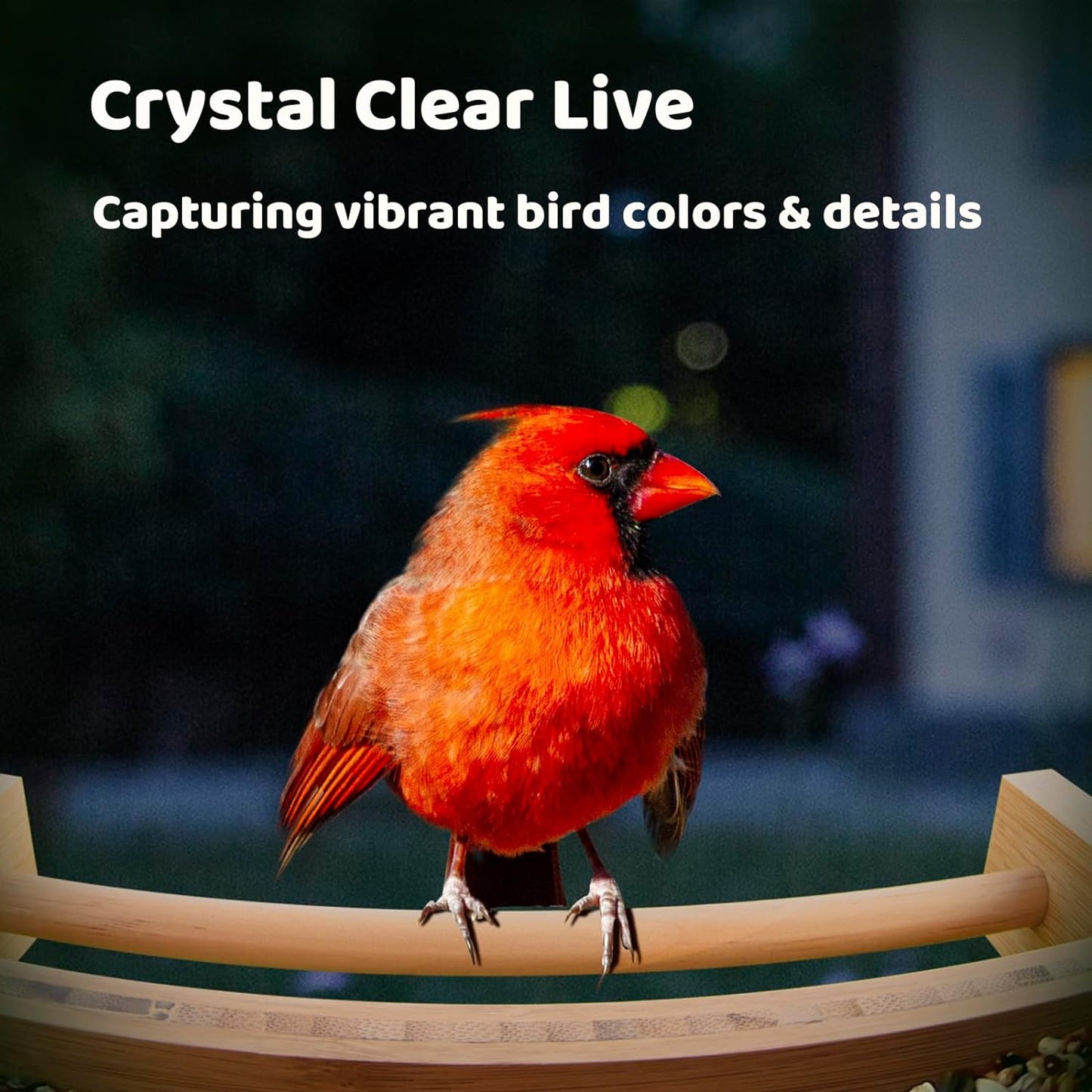 NETVUE by Birdfy AI Smart Bird Feeder with Camera Solar Powered Permanent AI Identify 6000 Bird Species & Motion Detection Renewable Upgraded Bamboo Wood Bird Feeder Camera Ideal Gift