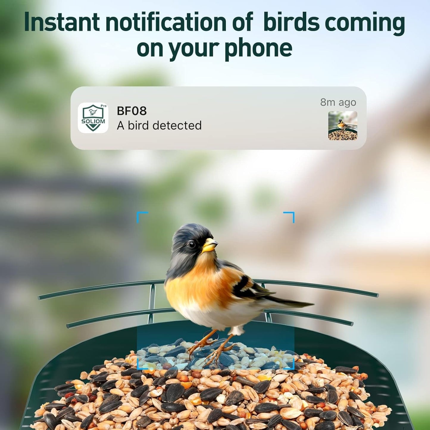 Soliom Bird Feeder with Camera Wireless Outdoor with AI Identify Bird Species, Smart Wild Bird Watching Cam, Live View, Motion Triggered Notification, 3W Solar, 1.6L Small Size-Metal Case BF08S-G