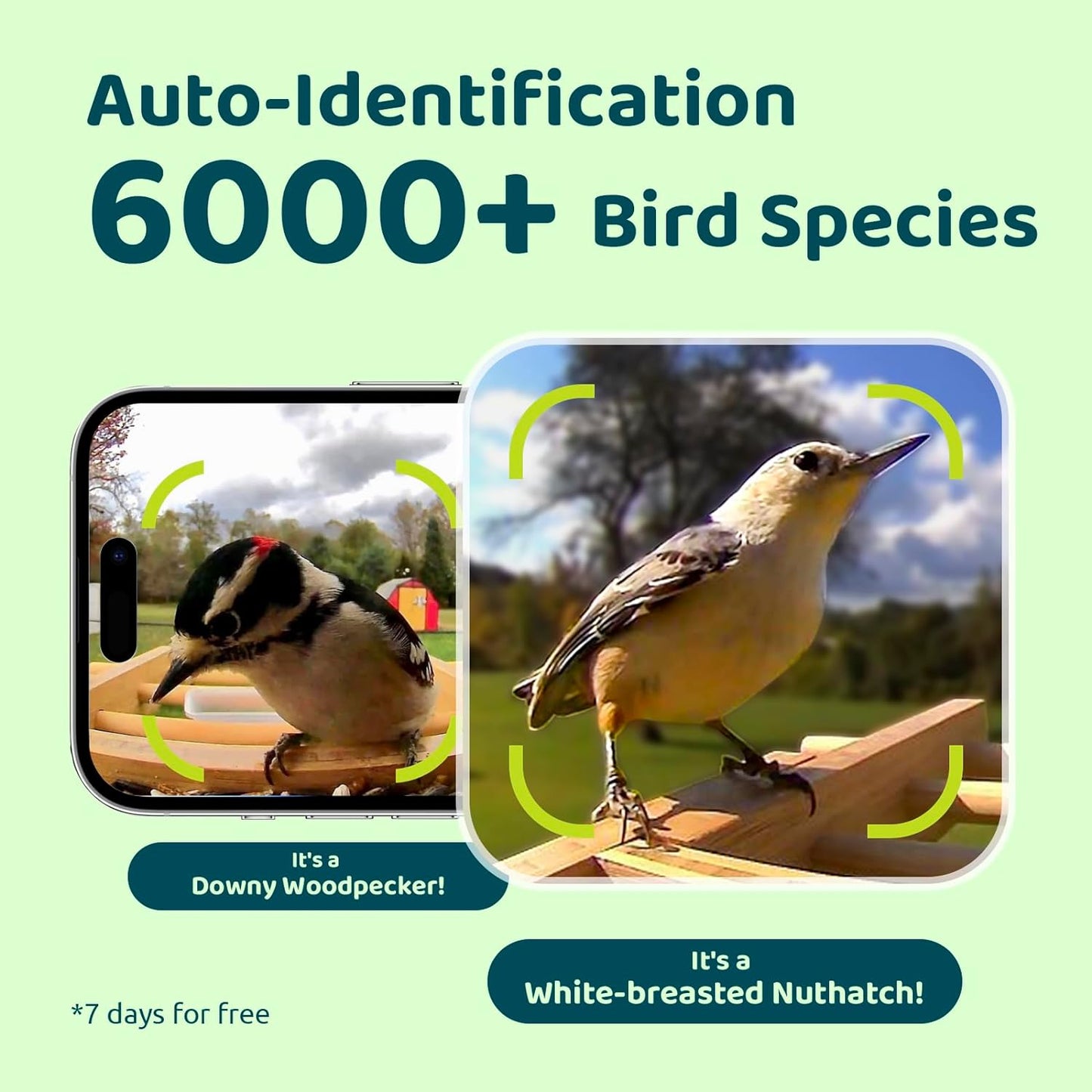 NETVUE by Birdfy AI Smart Bird Feeder with Camera Solar Powered Permanent AI Identify 6000 Bird Species & Motion Detection Renewable Upgraded Bamboo Wood Bird Feeder Camera Ideal Gift